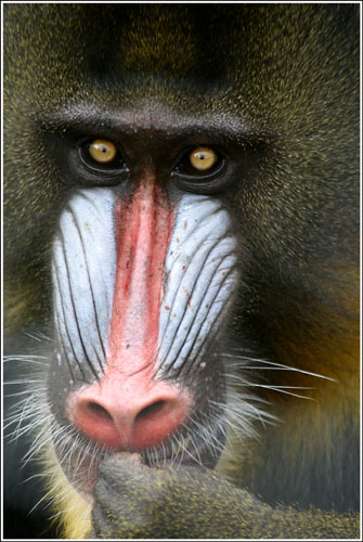 Mandrill